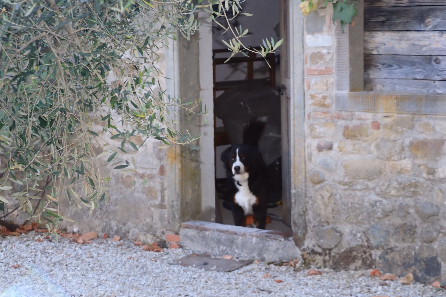 Tuscany - Fattoria Casalino - La Chiesina 3