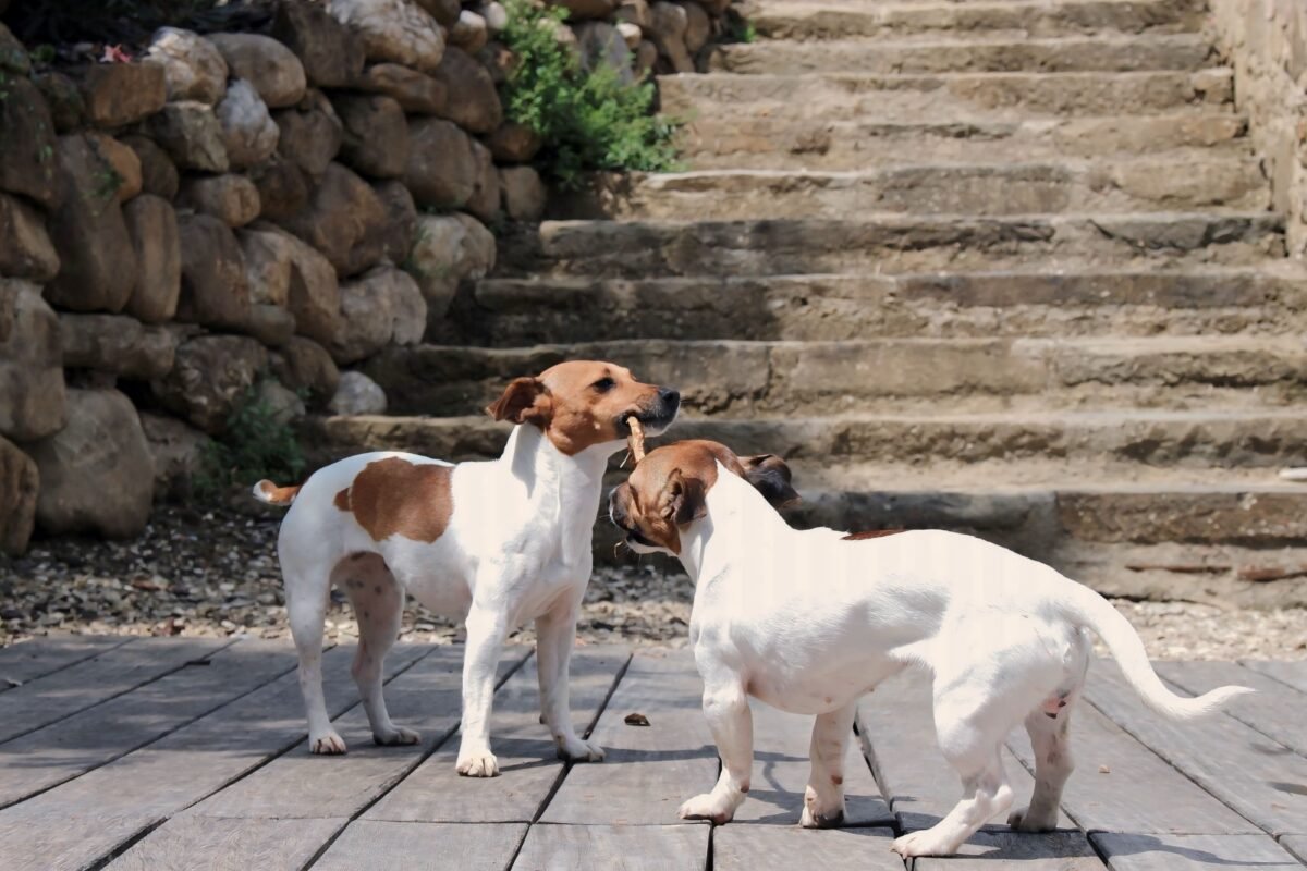 Fattoria Casalino – Best Farm Stay in Tuscany